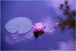 lotus flowerin pond